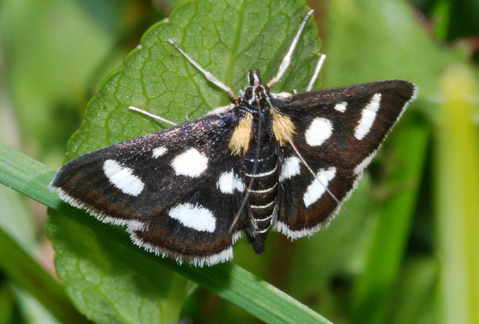 Crambidae 2 - Anania funebris